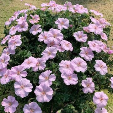 Geranium sanguineum Frivolius Pink - Bloedooievaarsbek