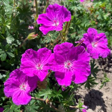 Geranium sanguineum Frivolius Purple - Bloedooievaarsbek