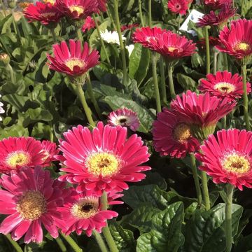 Gerbera Garvinea Sweet Sweet Spice - Barberton-madeliefje
