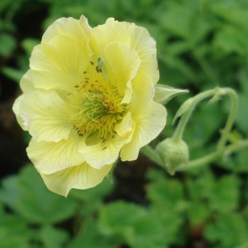 Geum Banana Daiquiri - Nagelkruid