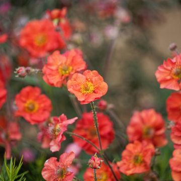 Geum Coral Tempest - Nagelkruid