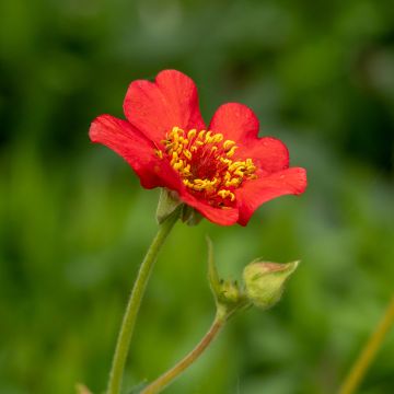 Geum chiloense Feuerball - Nagelkruid