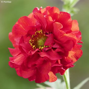 Geum Firestarter - Nagelkruid