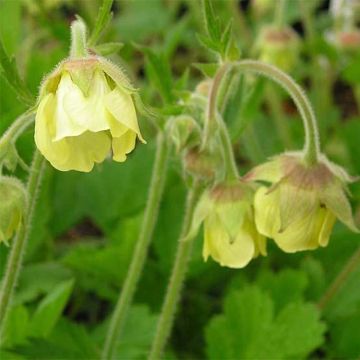 Geum rivale Lemon Drops - Knikkend nagelkruid
