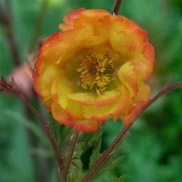 Geum coccineum Nonna - Nagelkruid