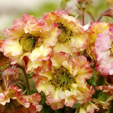 Geum Pretticoats Peach - Nagelkruid