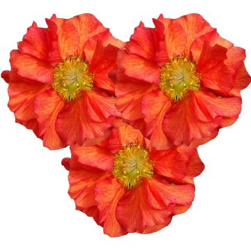 Geum Scarlet Tempest - Nagelkruid