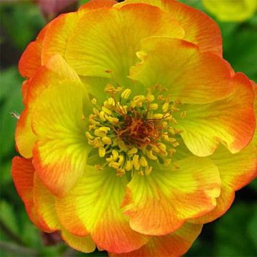 Geum Tequila Sunrise - Nagelkruid