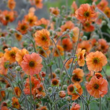 Geum Totally Tangerine - Nagelkruid