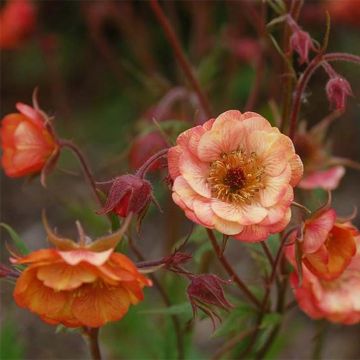 Geum coccineum Cocktail Wet Kiss - Nagelkruid