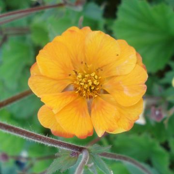 Geum coccineum Karlskaer - Nagelkruid