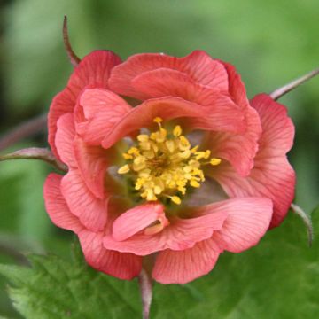 Geum rivale Leonards Variety - Knikkend nagelkruid