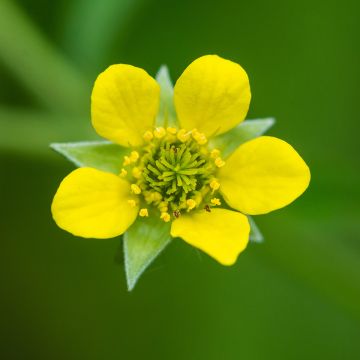 Geum urbanum - Gewoon nagelkruid