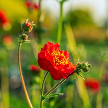 Geum coccineum Flore Pleno Blazing Sunset (zaad) - Nagelkruid Geum coccineum Flore Pleno Blazing Sunset (zaad) - Nagelkruid