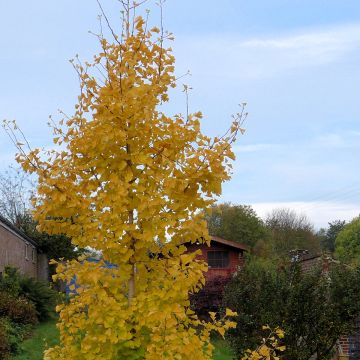 Ginkgo biloba fastigiata Gold Flame - Japanse notenboom