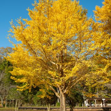 Ginkgo biloba - Japanse notenboom