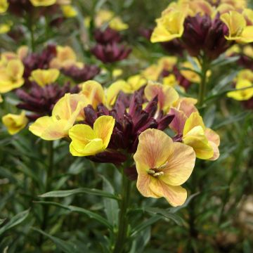 Erysimum John Codrington – Muurbloem