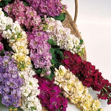 Matthiola incana Giant Perfection Mix (zaad) - Zomerviolier