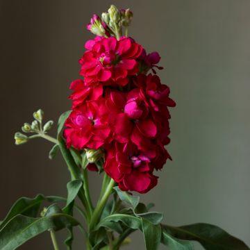 Matthiola incana Heritage Scarlet - Zomerviolier