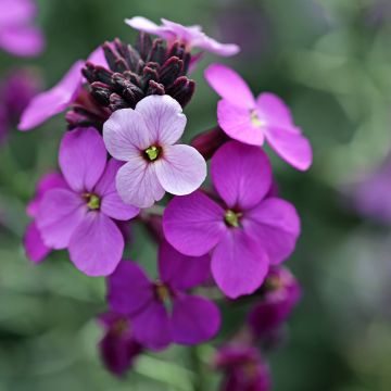 Erysimum Poem Lavender – Muurbloem