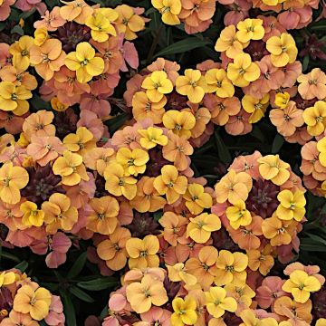 Erysimum cheiri Artist Gogh's Gold – Muurbloem