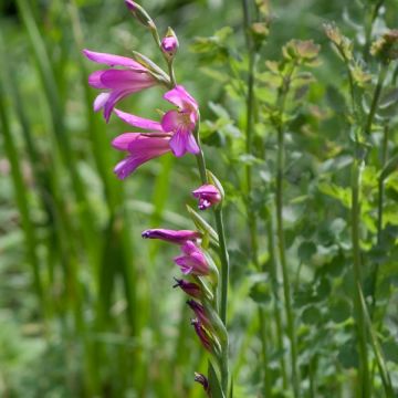 Gladiolus italicus - Italiaanse gladiool