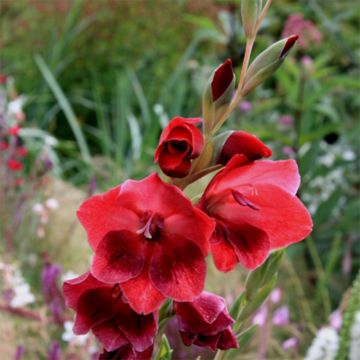 Vlindergladiool Ruby - Gladiolus papilio