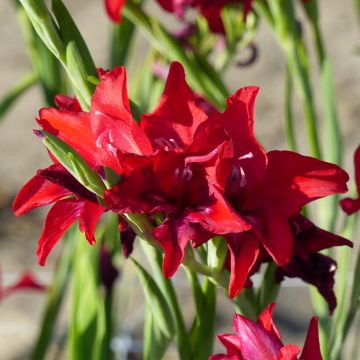 Gladiolus colvillei Robinetta - Colville-gladiool