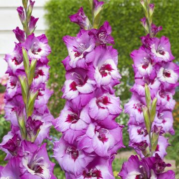 Gladiool Elvive - Grootbloemige gladiool