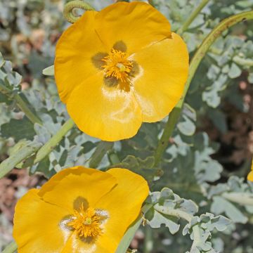 Glaucium flavum - Gele hoornpapaver