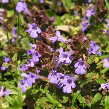 Glechoma hederacea - Hondsdraf