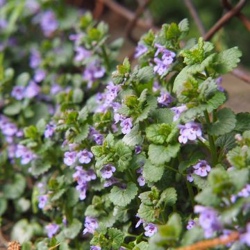 Glechoma hederacea - Hondsdraf