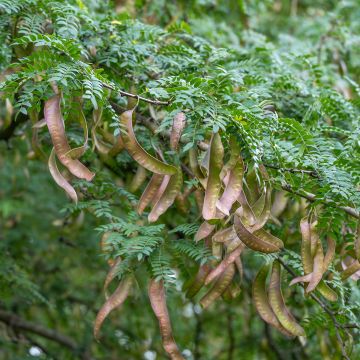 Gleditsia triacanthos - Valse christusdoorn