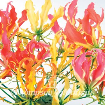 Gloriosa superba Mixed (zaad) - Klimlelie