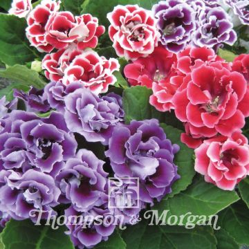 Gloxinia Brocade Double Mixed F1 Hybrid (zaad) - Kamergloxinia