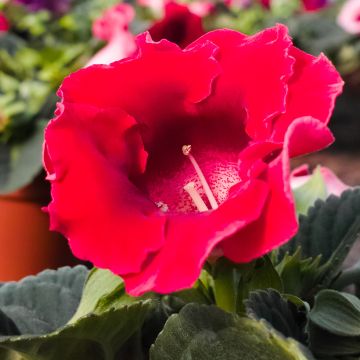 Gloxinia Etoile de Feu - Kamergloxinia
