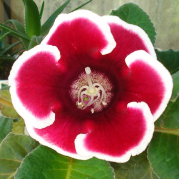 Gloxinia Kaiser Friedrich - Kamergloxinia