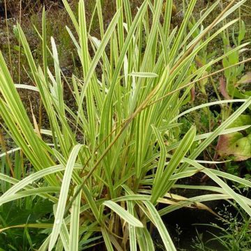 Glyceria maxima Variegata - Liesgras