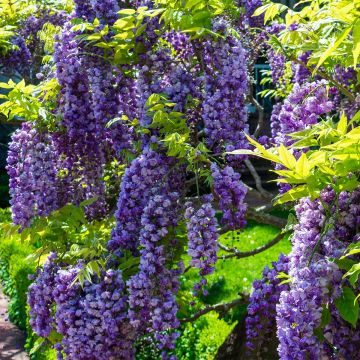 Wisteria sinensis Flore Pleno - Blauweregen