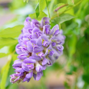 Wisteria frutescens - Amerikaanse blauwe regen