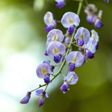 Wisteria floribunda Premature - Blauweregen