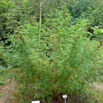 Glycyrrhiza glabra - Zoethout