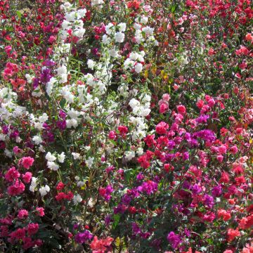 Clarkia unguiculata Excellent Mix (zaad) - Amandelroosje