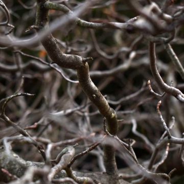 Nyssa sylvatica Zydeco Twist - Zwarte tupeloboom