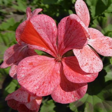 Pelargonium Flic Flac Red Nova - Zonale geranium