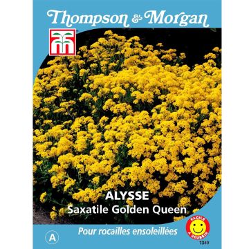 Alyssum saxatile Golden Queen (zaad) - Rotsschildzaad
