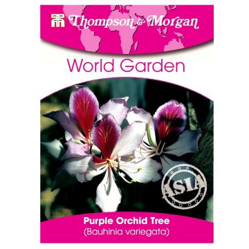 Bauhinia variegata (zaad) - Orchideeboom