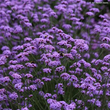 Verbena bonariensis Vanity (zaad) - Reuzenverbena