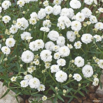 Achillea ptarmica Marshmallow (gecoate zaden) - Wilde bertram