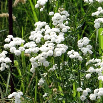 Achillea ptarmica Double Diamond (zaad) - Duizendblad